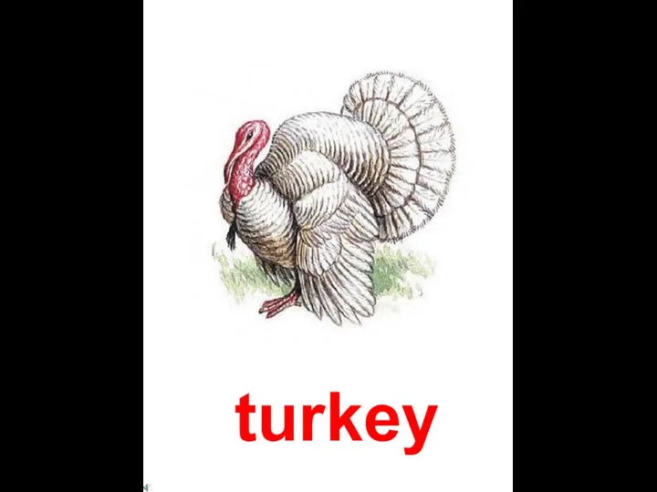 turkey