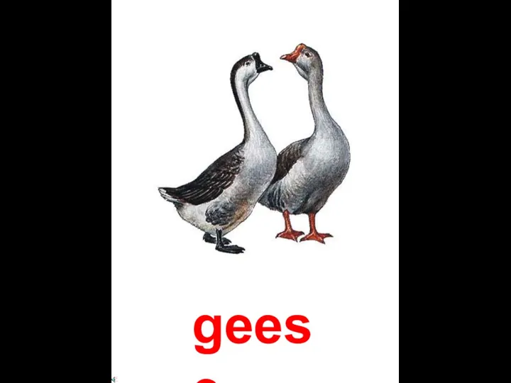 geese