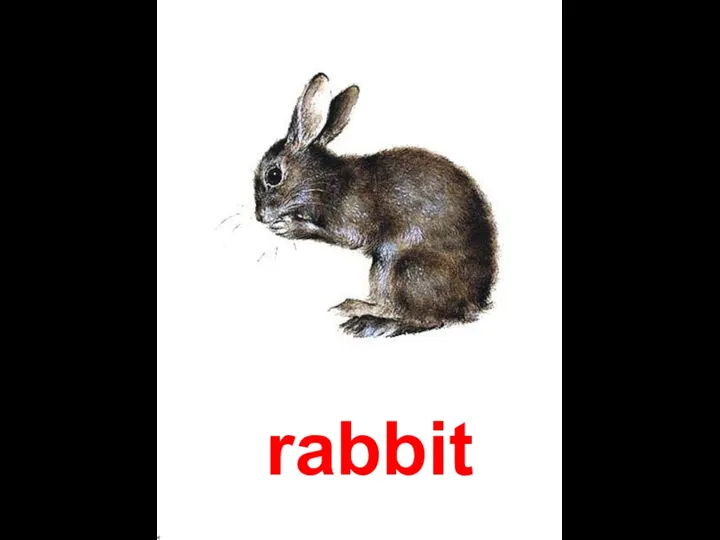 rabbit