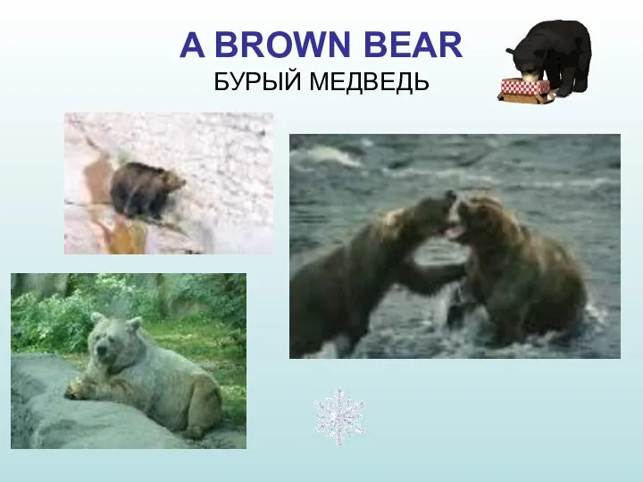 A BROWN BEAR БУРЫЙ МЕДВЕДЬ