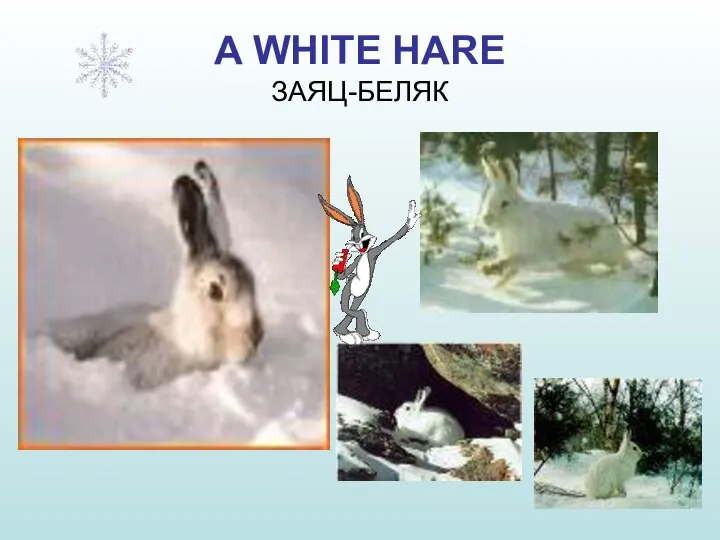 A WHITE HARE ЗАЯЦ-БЕЛЯК