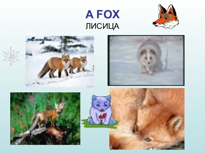 A FOX ЛИСИЦА