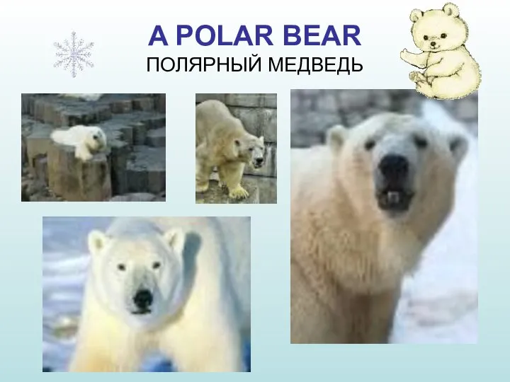 A POLAR BEAR ПОЛЯРНЫЙ МЕДВЕДЬ