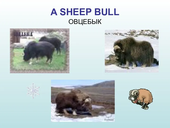 A SHEEP BULL ОВЦЕБЫК