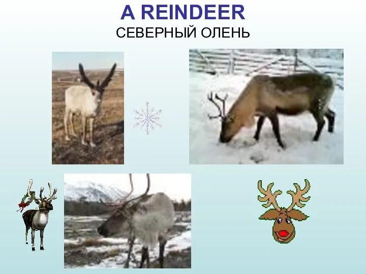 A REINDEER СЕВЕРНЫЙ ОЛЕНЬ