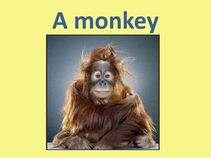 A monkey