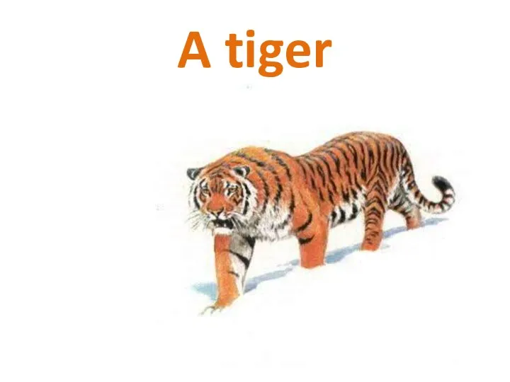 A tiger