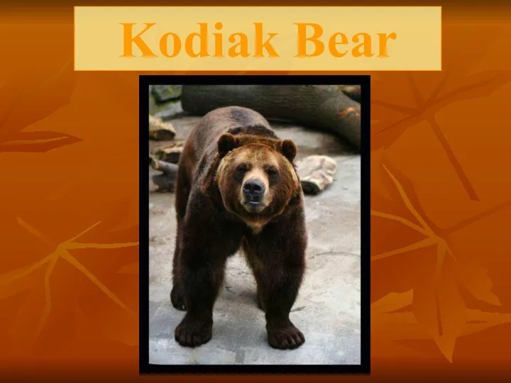 Kodiak Bear