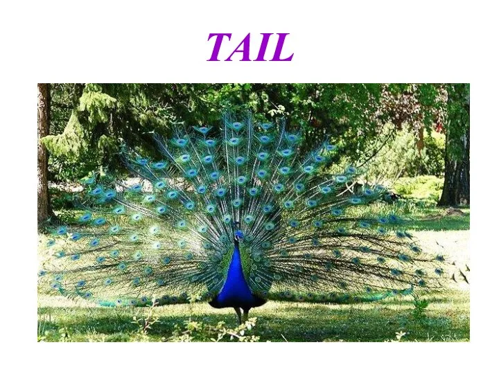 TAIL