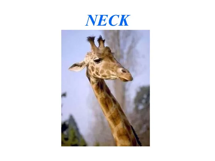 NECK