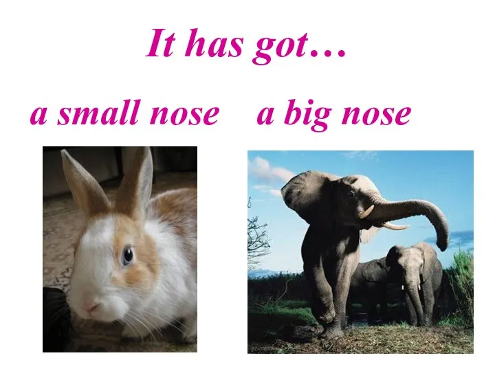 It has got… a small nose a big nose