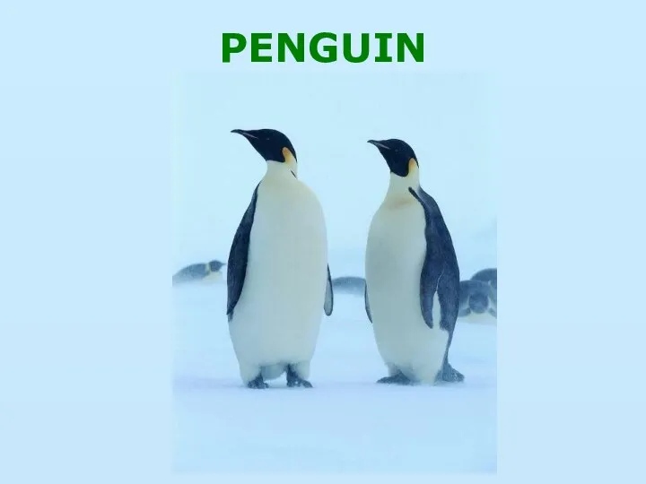 PENGUIN