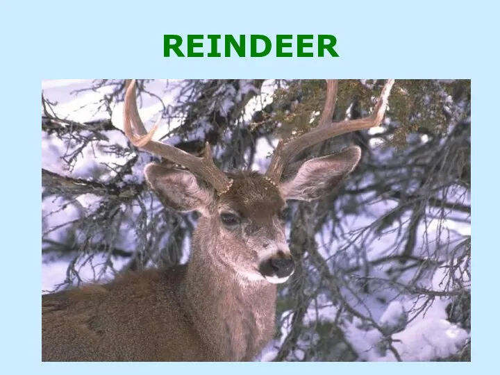 REINDEER