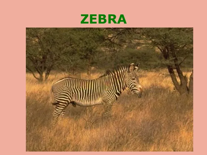 ZEBRA