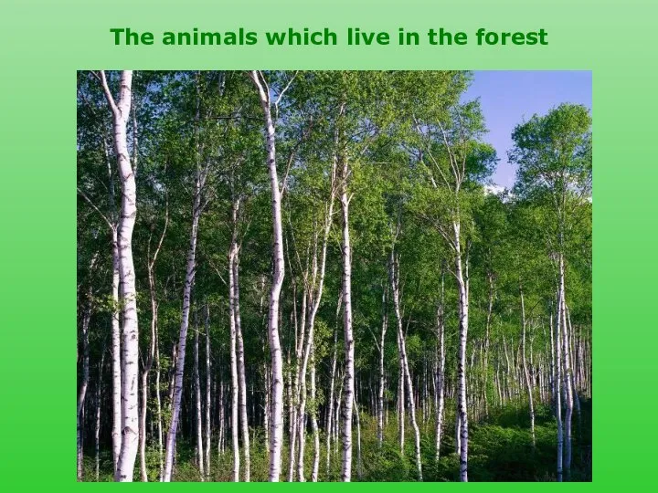 The animals which live in the forest