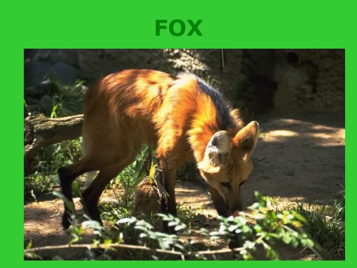 FOX