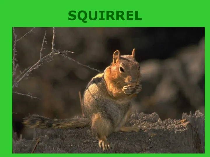 SQUIRREL