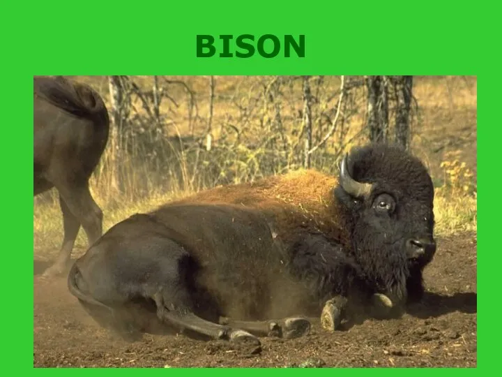 BISON