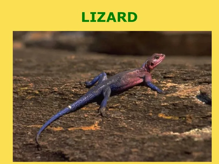 LIZARD