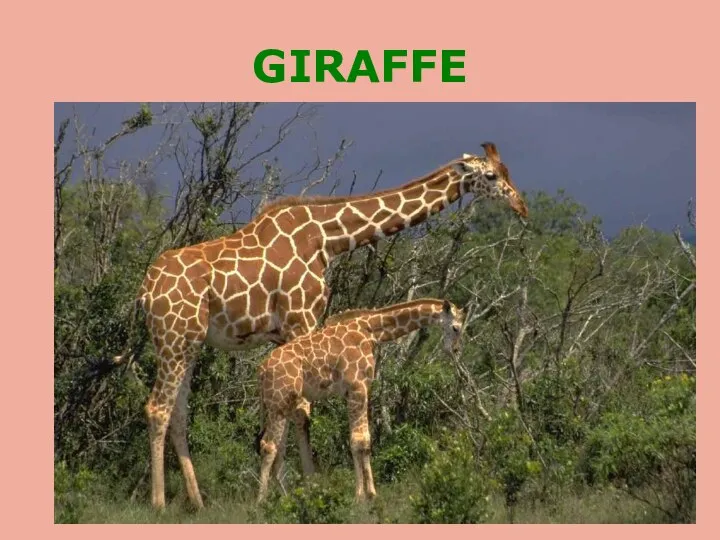 GIRAFFE