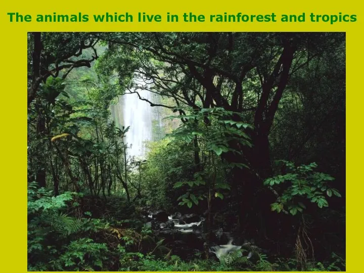 The animals which live in the rainforest and tropics