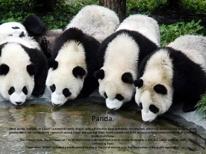 Panda. Most panda, bamboo, or a bear - a mammal family