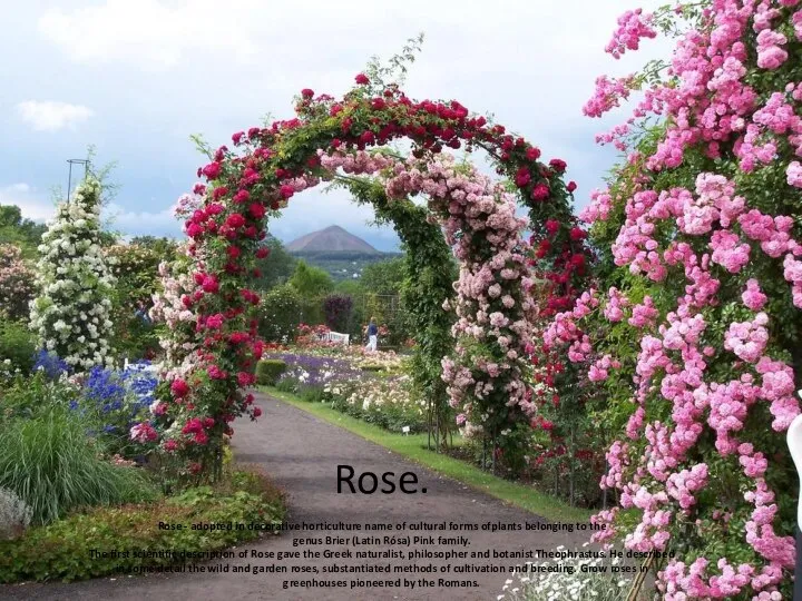 Rose. Rose - adopted in decorative horticulture name of cultural forms