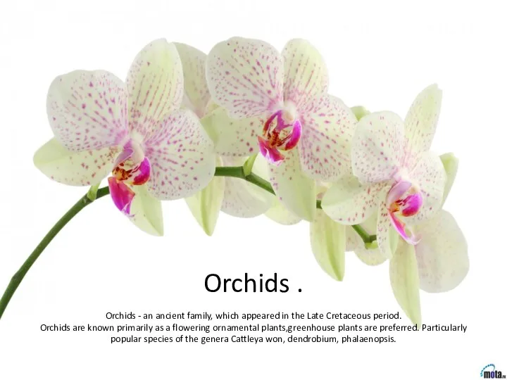 Orchids . Orchids - an ancient family, which appeared in the