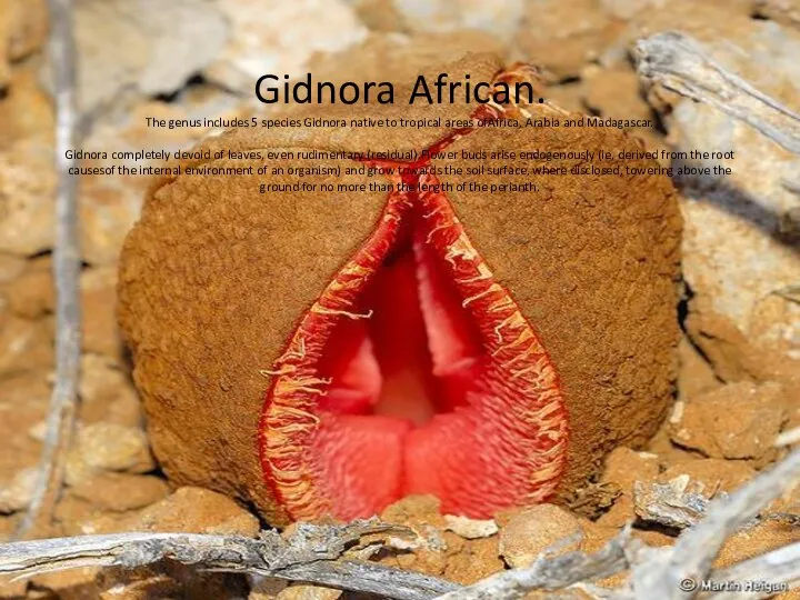 Gidnora African. The genus includes 5 species Gidnora native to tropical