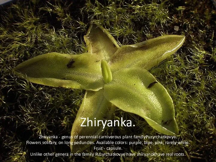 Zhiryanka. Zhiryanka - genus of perennial carnivorous plant familyPuzyrchatkovye. Flowers solitary,