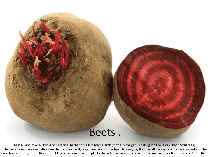 Beets . Beets - kind of one-, two-and perennial herbs of