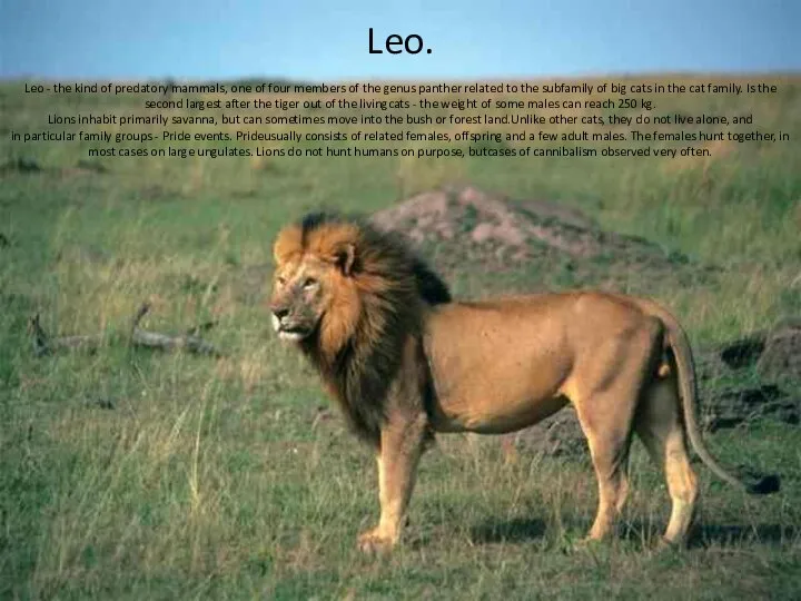 Leo. Leo - the kind of predatory mammals, one of four