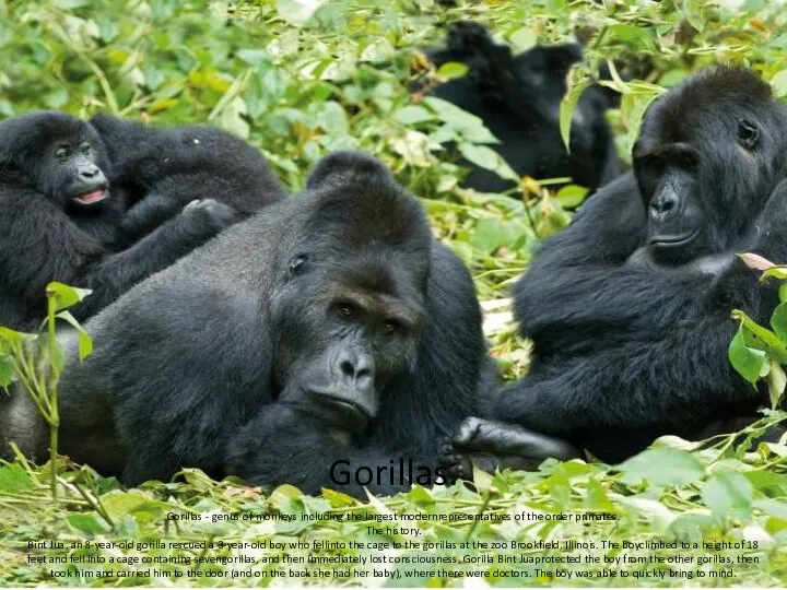 Gorillas. Gorillas - genus of monkeys including the largest modernrepresentatives of
