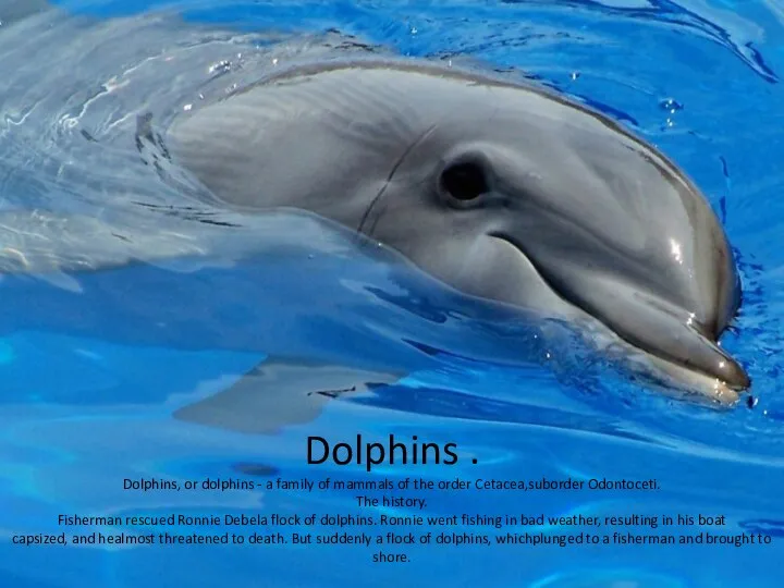 Dolphins . Dolphins, or dolphins - a family of mammals of