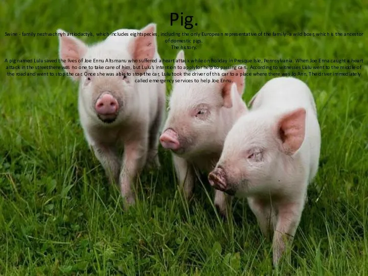 Pig. Swine - family nezhvachnyh artiodactyls, which includes eightspecies, including the