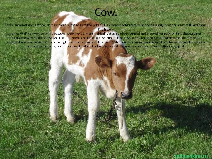Cow. Cow - female of domestic ox, domesticated subspecies of the
