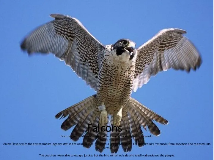Falcons . Falcons - genus of birds of prey falcons family,