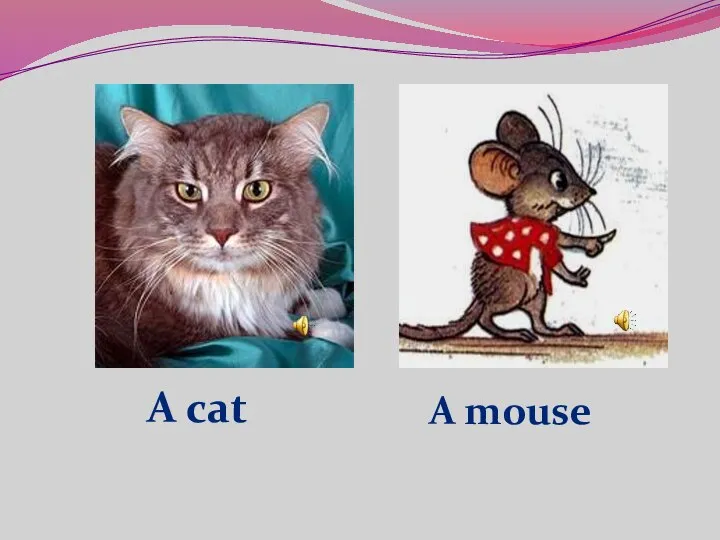 A cat A mouse