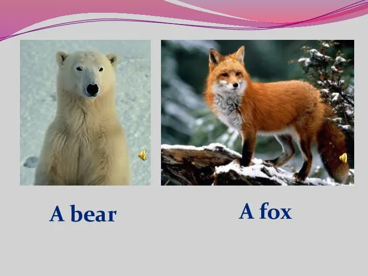 A bear A fox