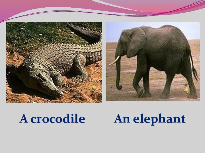 A crocodile An elephant