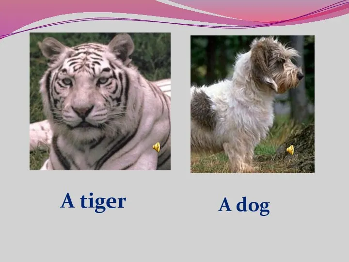 A tiger A dog