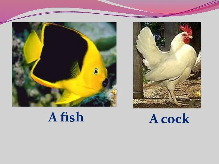 A fish A cock