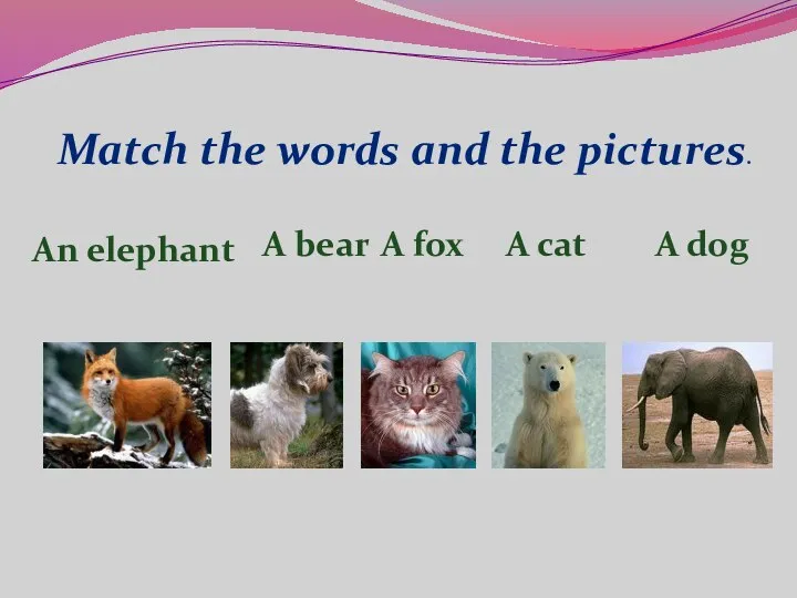 Match the words and the pictures. An elephant A bear A fox A cat A dog