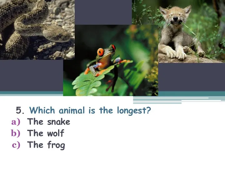 5. Which animal is the longest? The snake The wolf The frog