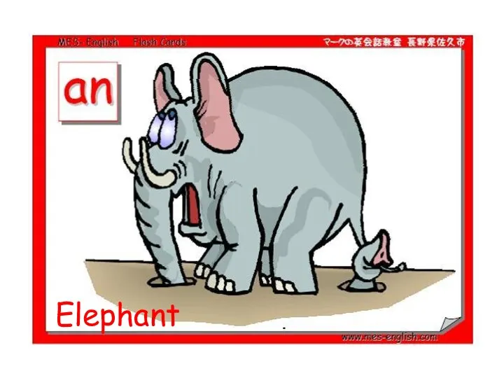 Elephant