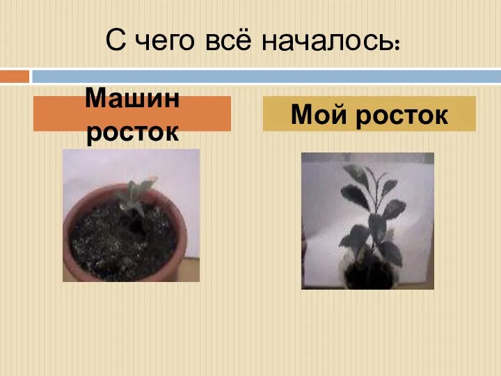 С чего всё началось: Машин росток Мой росток