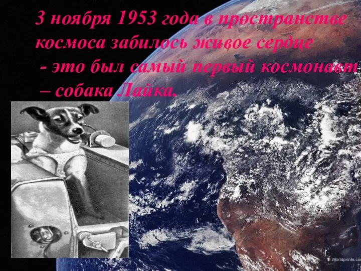 3 ноября 1953 года в пространстве космоса забилось живое сердце -