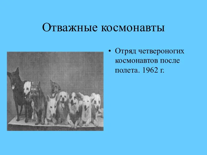 Отважные космонавты Отряд четвероногих космонавтов после полета. 1962 г.