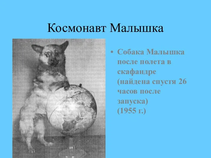 Космонавт Малышка Собака Малышка после полета в скафандре (найдена спустя 26 часов после запуска) (1955 г.)