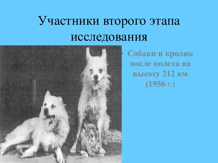 Участники второго этапа исследования Собаки и кролик после полета на высоту 212 км (1956 г.)